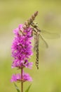 Female southern hawker, Aeshna cyanea, dragonfly just emerged from the nymph-cuticle in Czech Republic Royalty Free Stock Photo