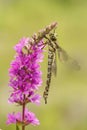 Female southern hawker, Aeshna cyanea, dragonfly just emerged from the nymph-cuticle in Czech Republic Royalty Free Stock Photo