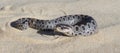 Female southern hognose snake in Florida