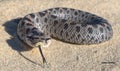 Female Southern hognose snake Florida