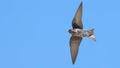 Female Southern martin in flight