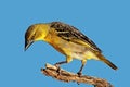 Female southern masked weaver