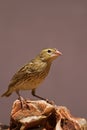 Female Southern Red Bishop perched on rock