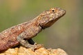 Female southern rock agama, South Africa