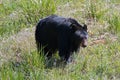 Female Sow American Black Bear [Ursus americanus] near Roosevelt Lodge in Yellowstone National Park in Wyoming USA Royalty Free Stock Photo