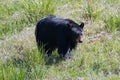 Female Sow American Black Bear [Ursus americanus] near Roosevelt Lodge in Yellowstone National Park in Wyoming USA Royalty Free Stock Photo