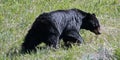 Female Sow American Black Bear [Ursus americanus] near Roosevelt Lodge in Yellowstone National Park in Wyoming USA Royalty Free Stock Photo