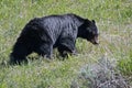 Female Sow American Black Bear [Ursus americanus] near Roosevelt Lodge in Yellowstone National Park in Wyoming USA Royalty Free Stock Photo