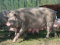 Female sow pig