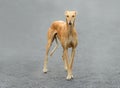 Female Spanish Galgo dog Royalty Free Stock Photo