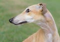 Female Spanish Galgo dog Royalty Free Stock Photo