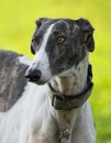 Female spanish greyhound dog Royalty Free Stock Photo