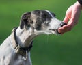 Female spanish greyhound Royalty Free Stock Photo