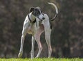 Female spanish greyhound