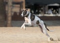 Female spanish greyhound Royalty Free Stock Photo