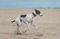 Female spanish greyhound