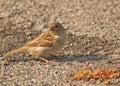 Female sparrow Royalty Free Stock Photo