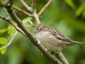 Female sparrow Royalty Free Stock Photo