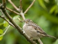 Female sparrow Royalty Free Stock Photo