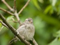 Female sparrow Royalty Free Stock Photo