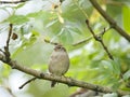 Female sparrow Royalty Free Stock Photo