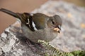 Female sparrow Royalty Free Stock Photo