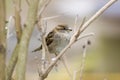 Female sparrow on bare tree Royalty Free Stock Photo