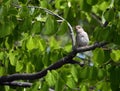 Female sparrow