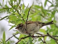 Female sparrow