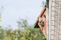 Female Sparrow Carrying Food in Her Beak 3