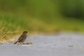 Female sparrow on the ground