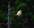 Female sparrow enjoying the sun Royalty Free Stock Photo