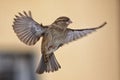 Female Sparrow in flight Royalty Free Stock Photo