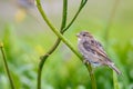Female sparrow on a flower stem Royalty Free Stock Photo