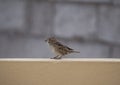 Female passer domesticus in a wall