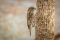 Female Sparrow At New Zealand Bird Reserve