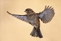 Female Sparrow, Passer domesticus, in flight with spread wings Royalty Free Stock Photo