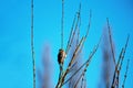 Female Sparrow perched on tree branche Royalty Free Stock Photo