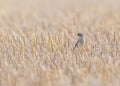 Female sparrow standing in a wheat field