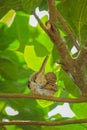 Female Sparrow on the tree