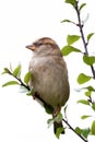 Female sparrow in a tree Royalty Free Stock Photo