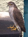 Female Sparrowhawk