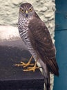 Female Sparrowhawk