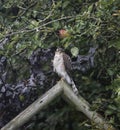 Female Sparrowhawk Perched on Garden Archway