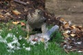 Female Sparrowhawk with prey Royalty Free Stock Photo