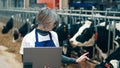 Female specialist is cataloging farm cows into the laptop