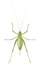 Female Speckled bush-cricket, Leptophyes punctatissima Royalty Free Stock Photo