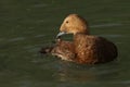 A female Spectacled Eider, Somateria fischeri, swimming on a pond preening its feathers at Arundel wetland wildlife reserve. Royalty Free Stock Photo