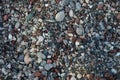 A female Sphingonotus caerulans is found on a Mediterranean beach on rocks in September. Pefkos or Pefki, Rhodes Island, Greece