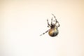 Female spider (Araneus marmoreus Royalty Free Stock Photo